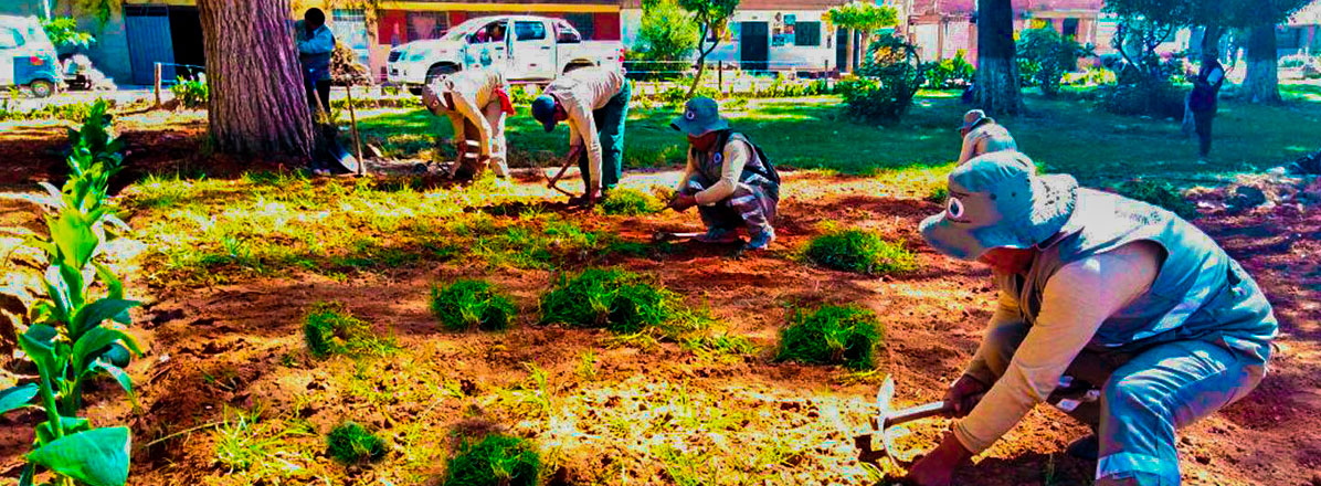YA ESTAMOS REFORESTANDO 1000 M2 DE ÁREA VERDE YA ESTAMOS REFORESTANDO 1000 M2 DE ÁREA VERDE